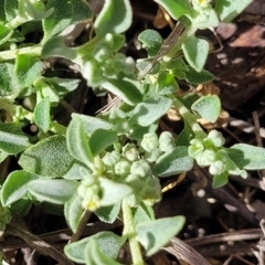 Chenopodium desertorum at suppressed - suppressed