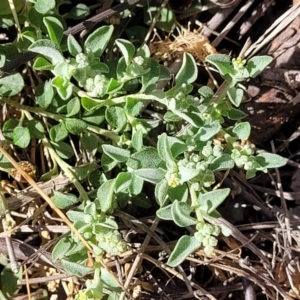 Chenopodium desertorum at suppressed - suppressed