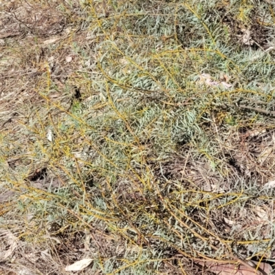 Acacia decora (Showy Wattle) at Thuddungra, NSW - 7 Oct 2023 by trevorpreston