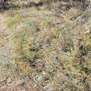 Acacia decora at Thuddungra, NSW - 7 Oct 2023