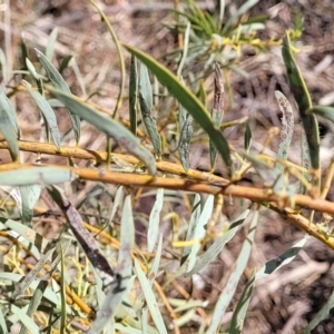 Acacia decora at Thuddungra, NSW - 7 Oct 2023