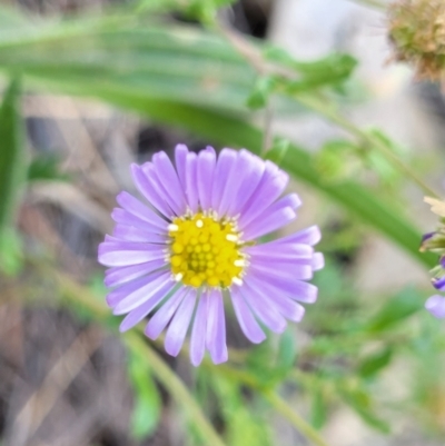 Calotis cuneifolia (Purple Burr-daisy) at Thuddungra, NSW - 7 Oct 2023 by trevorpreston