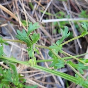 Calotis cuneifolia at Thuddungra, NSW - 7 Oct 2023 03:56 PM