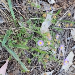 Calotis cuneifolia at Thuddungra, NSW - 7 Oct 2023
