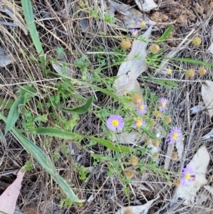 Calotis cuneifolia at Thuddungra, NSW - 7 Oct 2023 03:56 PM