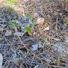 Convolvulus angustissimus subsp. angustissimus (Australian Bindweed) at Mount Rogers - 7 Oct 2023 by LPadg