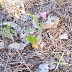 Convolvulus angustissimus subsp. angustissimus at Fraser, ACT - 7 Oct 2023