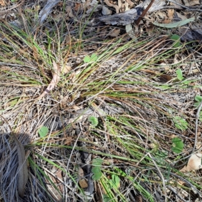 Carex breviculmis at Spence, ACT - 7 Oct 2023 by LPadg