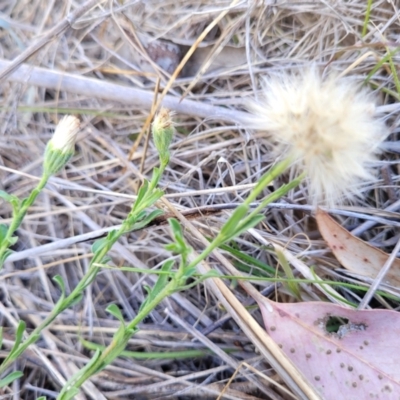 Vittadinia cuneata var. cuneata (Fuzzy New Holland Daisy) at Thuddungra, NSW - 7 Oct 2023 by trevorpreston