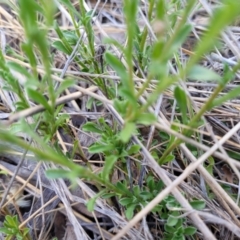 Vittadinia cuneata var. cuneata at Thuddungra, NSW - 7 Oct 2023