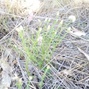 Vittadinia cuneata var. cuneata at Thuddungra, NSW - 7 Oct 2023