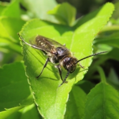 Tiphiidae (family) (Unidentified Smooth flower wasp) at QPRC LGA - 7 Oct 2023 by MatthewFrawley