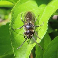 Tiphiidae (family) at Braidwood, NSW - 7 Oct 2023