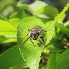 Tiphiidae (family) at Braidwood, NSW - 7 Oct 2023