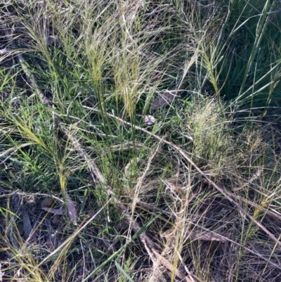 Austrostipa scabra subsp. falcata (Rough Spear-grass) at Bruce, ACT - 7 Oct 2023 by lyndallh