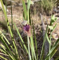 Calochilus platychilus (Purple Beard Orchid) at Bruce Ridge to Gossan Hill - 6 Oct 2023 by lyndallh