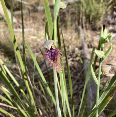 Calochilus platychilus (Purple Beard Orchid) at Bruce, ACT - 6 Oct 2023 by lyndallh