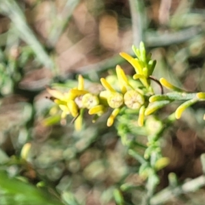 Maireana microphylla at Thuddungra, NSW - 7 Oct 2023