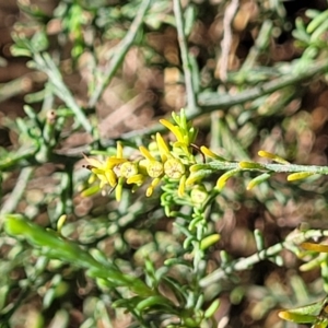 Maireana microphylla at Thuddungra, NSW - 7 Oct 2023