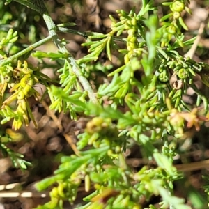 Maireana microphylla at Thuddungra, NSW - 7 Oct 2023