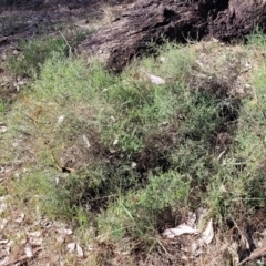 Maireana microphylla at Thuddungra, NSW - 7 Oct 2023