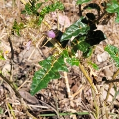 Solanum cinereum at Thuddungra, NSW - 7 Oct 2023