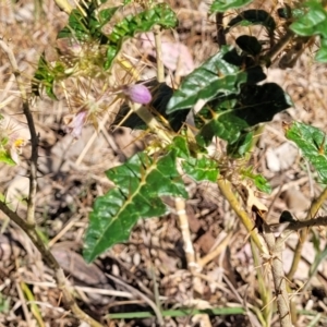 Solanum cinereum at Thuddungra, NSW - 7 Oct 2023 03:51 PM