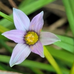 Romulea minutiflora (Small-flowered Onion Grass) at Thuddungra, NSW - 7 Oct 2023 by trevorpreston