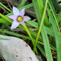 Romulea minutiflora at Thuddungra, NSW - 7 Oct 2023 03:50 PM