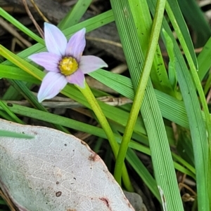 Romulea minutiflora at Thuddungra, NSW - 7 Oct 2023