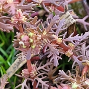 Myriophyllum verrucosum at Thuddungra, NSW - 7 Oct 2023