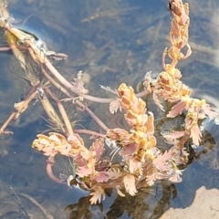 Myriophyllum verrucosum at Thuddungra, NSW - 7 Oct 2023 03:47 PM