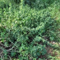 Marrubium vulgare (Horehound) at Thuddungra, NSW - 7 Oct 2023 by trevorpreston