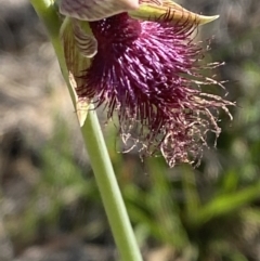 Calochilus platychilus (Purple Beard Orchid) at Nerriga, NSW - 2 Oct 2023 by Tapirlord