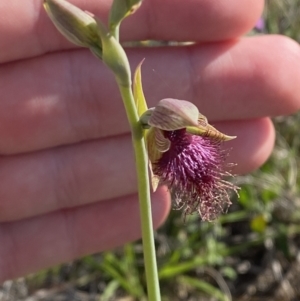 Calochilus platychilus at Nerriga, NSW - 3 Oct 2023