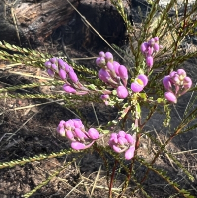 Comesperma ericinum (Heath Milkwort) at Burra, NSW - 7 Oct 2023 by Safarigirl