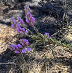 Comesperma ericinum at Burra, NSW - 7 Oct 2023 03:22 PM