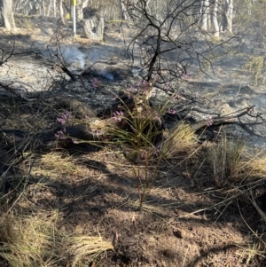 Comesperma ericinum at Burra, NSW - 7 Oct 2023