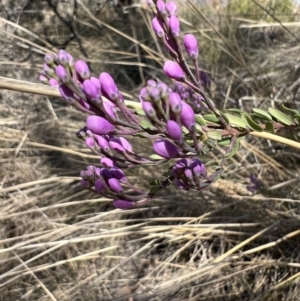 Comesperma ericinum at Burra, NSW - 7 Oct 2023