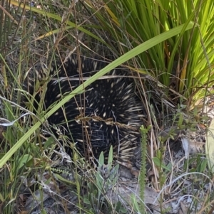 Tachyglossus aculeatus at Warri, NSW - 3 Oct 2023