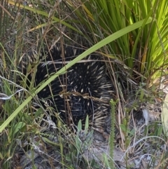 Tachyglossus aculeatus (Short-beaked Echidna) at Warri, NSW - 2 Oct 2023 by Tapirlord