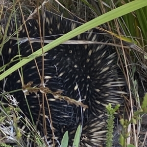 Tachyglossus aculeatus at Warri, NSW - 3 Oct 2023