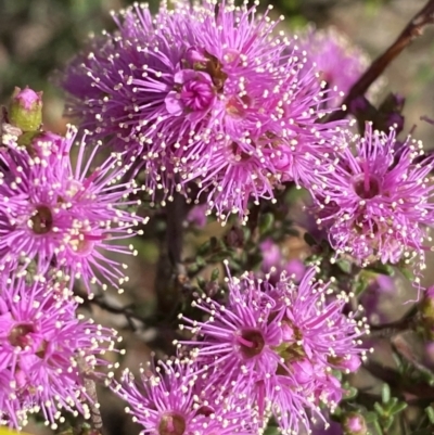 Kunzea parvifolia (Violet Kunzea) at Manar, NSW - 3 Oct 2023 by Tapirlord