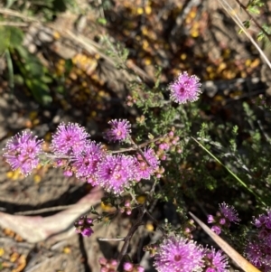 Kunzea parvifolia at Manar, NSW - 3 Oct 2023 09:31 AM