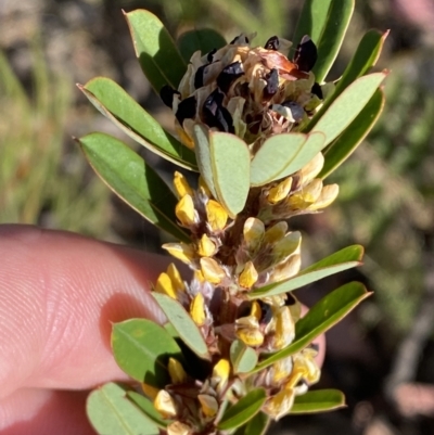 Pultenaea daphnoides (Large-leaf Bush-pea) at Mayfield, NSW - 3 Oct 2023 by Tapirlord