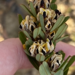 Pultenaea daphnoides at Mayfield, NSW - 3 Oct 2023