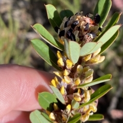 Pultenaea daphnoides at Mayfield, NSW - 3 Oct 2023