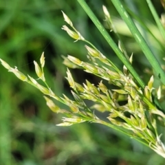 Juncus (genus) (A Rush) at Thuddungra, NSW - 7 Oct 2023 by trevorpreston