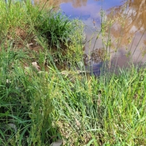 Juncus sp. at Thuddungra, NSW - 7 Oct 2023