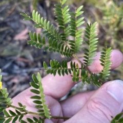 Acacia terminalis (Sunshine Wattle) at Braidwood, NSW - 2 Oct 2023 by Tapirlord